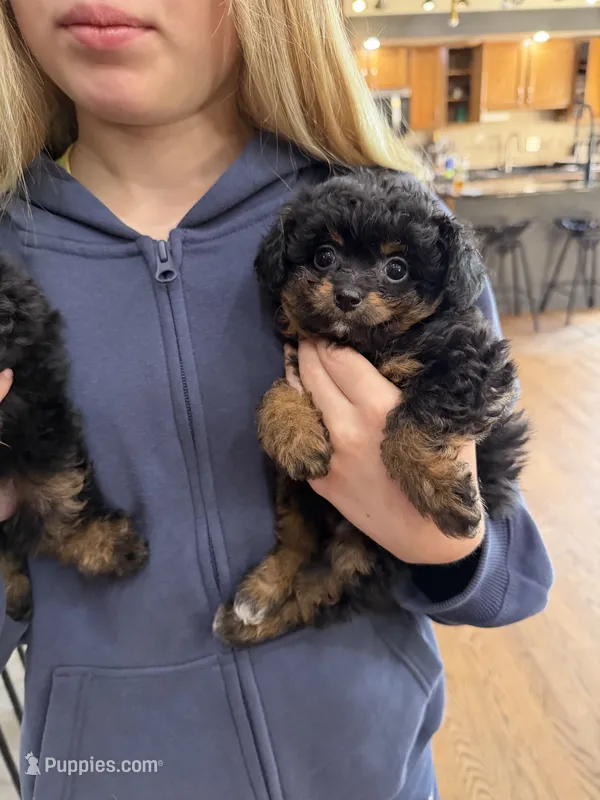 Layla – Pomapoo puppy for sale in Wilmington, IL