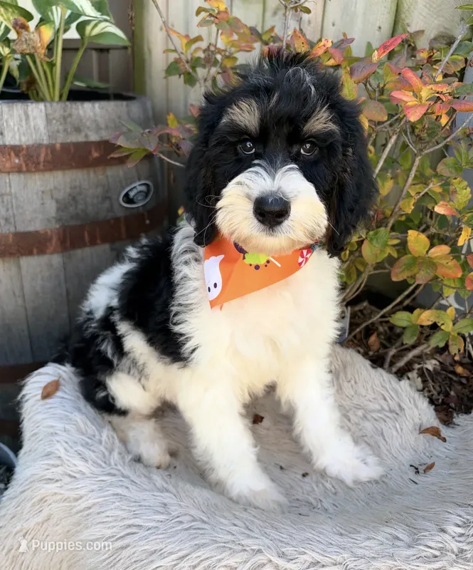 Oreo – Labradoodle puppy for sale in Wilmington, IL