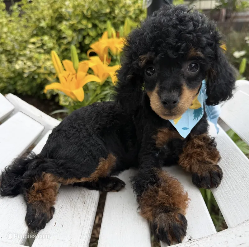 Bentley  – Poodle - Toy  puppy for sale in Wilmington, IL