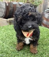 Bruno, a male Poodle - Toy  for sale in Wilmington, IL – 1 of 1