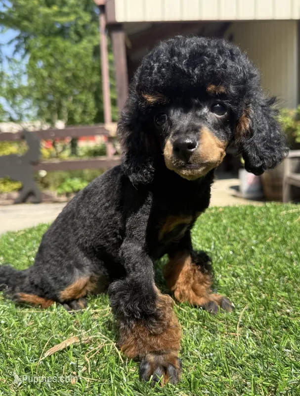 Bentley  – Poodle - Toy  puppy for sale in Wilmington, IL