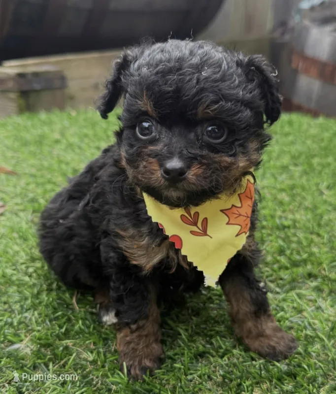 Layla – Pomapoo puppy for sale in Wilmington, IL