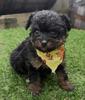Layla, a female Pomapoo for sale in Wilmington, IL – 1 of 1