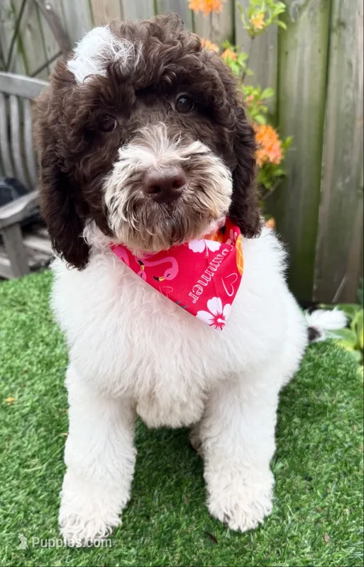 Chocolate Kiss – Labradoodle puppy for sale in Wilmington, IL