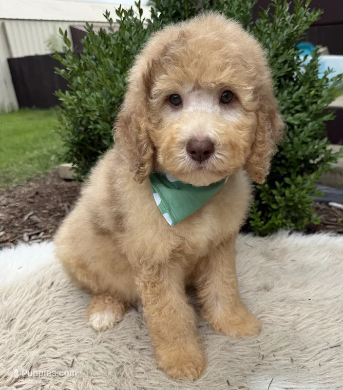 Bentley  – Bernedoodle puppy for sale in Wilmington, IL