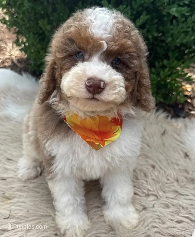 Oakley  – Miniature Bernedoodle puppy for sale in Wilmington, IL