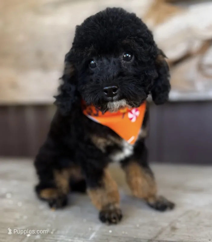 Bruno – Poodle - Toy  puppy for sale in Wilmington, IL