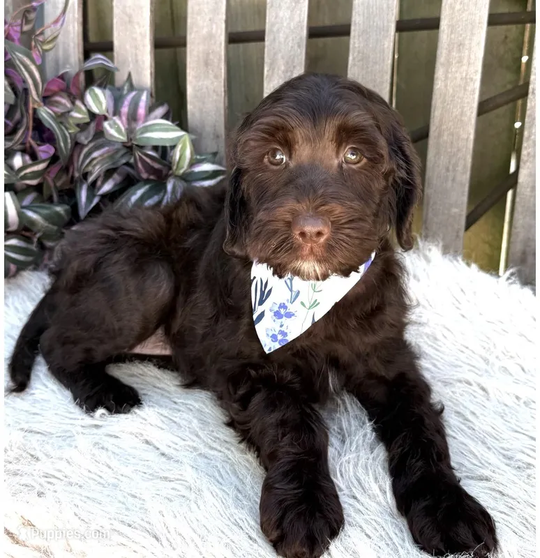 Bella – Labradoodle puppy for sale in Wilmington, IL