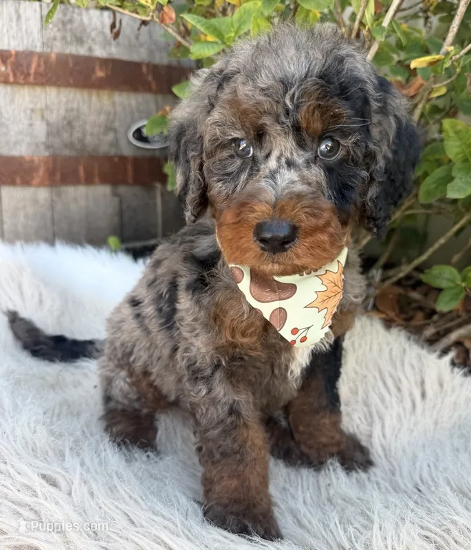 Bentley  – Labradoodle puppy for sale in Wilmington, IL