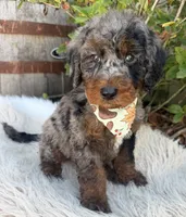 Bentley , a male Labradoodle for sale in Wilmington, IL – 1 of 1