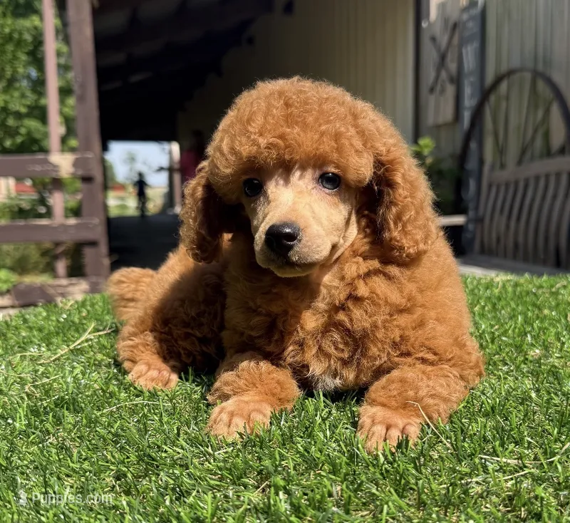 Splash – Poodle - Toy  puppy for sale in Wilmington, IL