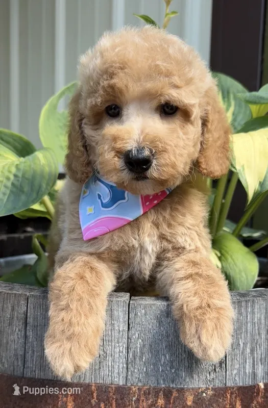 Prada – Poodle - Miniature  puppy for sale in Wilmington, IL