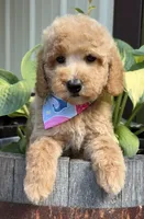 Prada, a female Poodle - Miniature  for sale in Wilmington, IL – 1 of 1