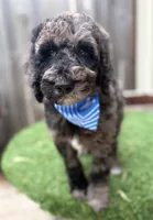 Henry, a male Labradoodle for sale in Wilmington, IL – 2 of 2