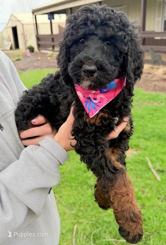 Rosie – Labradoodle puppy for sale in Wilmington, IL