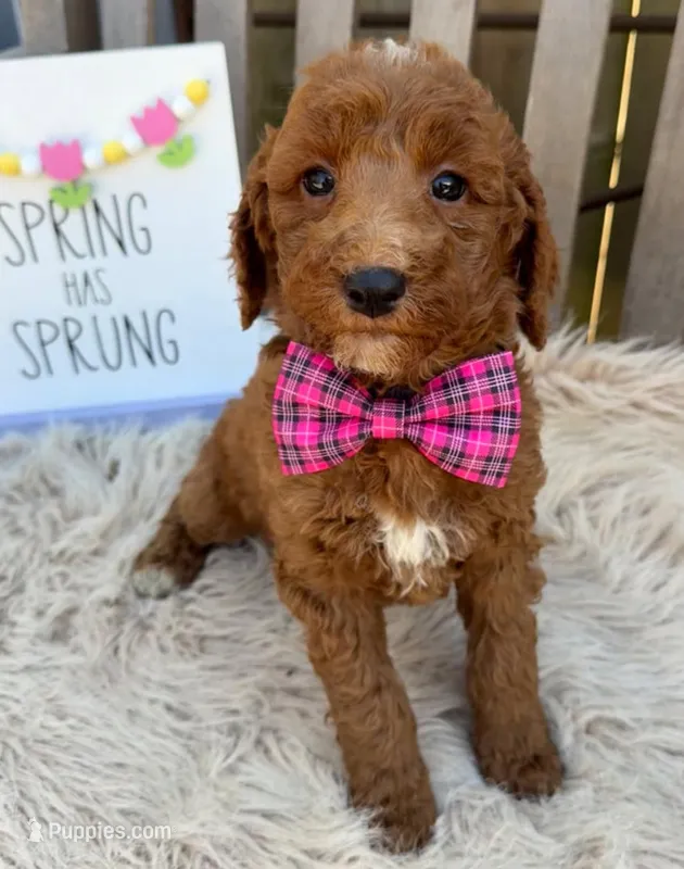 Rosie – Labradoodle puppy for sale in Wilmington, IL