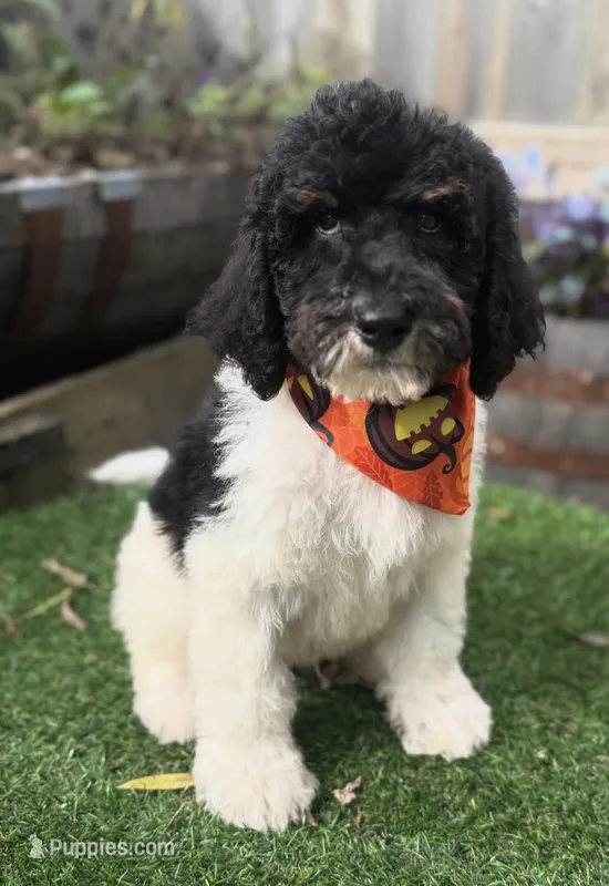 Oreo – Labradoodle puppy for sale in Wilmington, IL