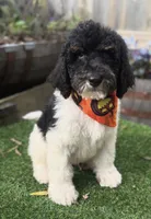 Oreo, a male Labradoodle for sale in Wilmington, IL – 1 of 1