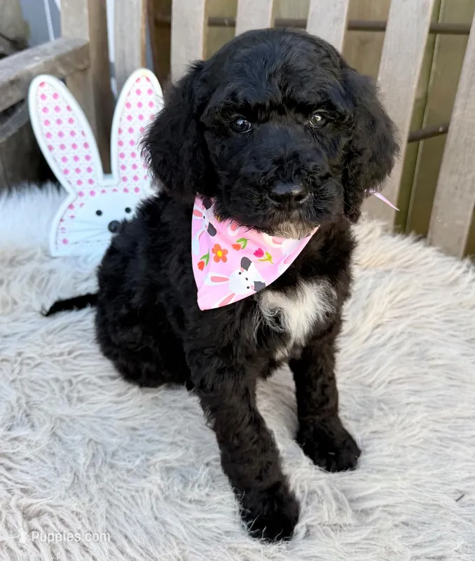 Jenna, a female Bernedoodle for sale in Wilmington, IL – Photo 1 of 1