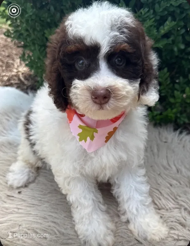 Dixie  – Miniature Bernedoodle puppy for sale in Wilmington, IL