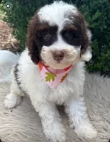 Dixie , a female Miniature Bernedoodle for sale in Wilmington, IL – 1 of 1