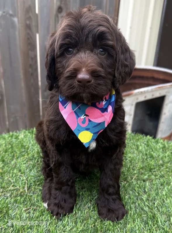 Hershey – Labradoodle puppy for sale in Wilmington, IL