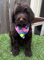 Hershey, a male Labradoodle for sale in Wilmington, IL – 1 of 1