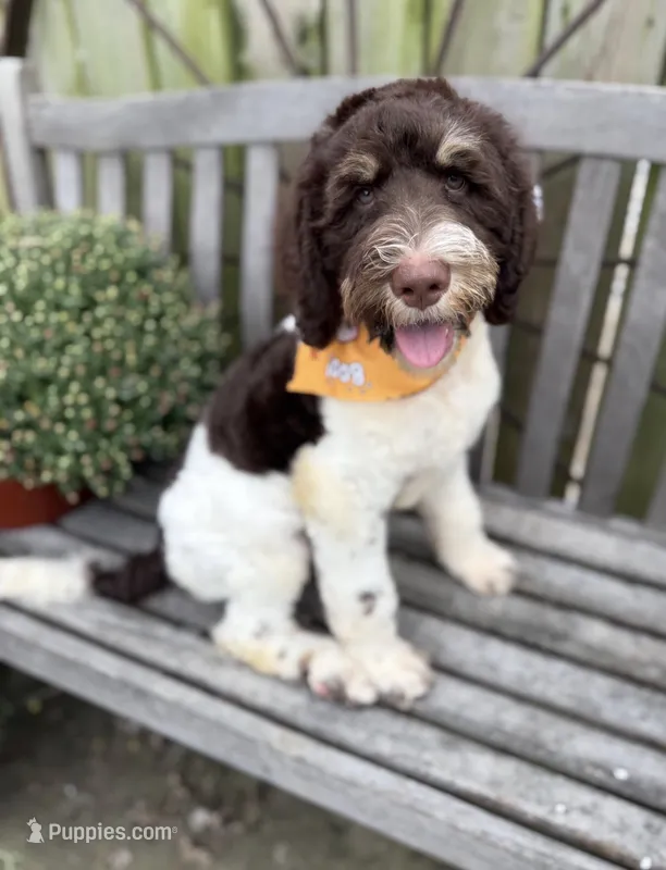 Snickers – Labradoodle puppy for sale in Wilmington, IL