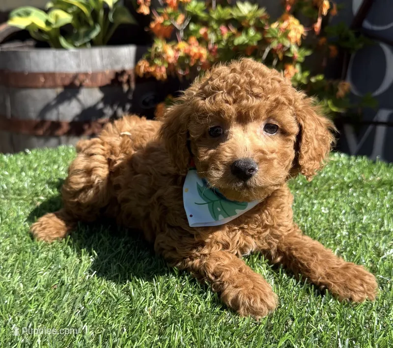 Splash – Poodle - Toy  puppy for sale in Wilmington, IL