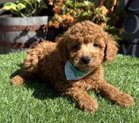 Splash, a male Poodle - Toy  for sale in Wilmington, IL – 1 of 1