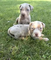 Diesel, a male American Bully for sale in Wilmington, IL – 3 of 3