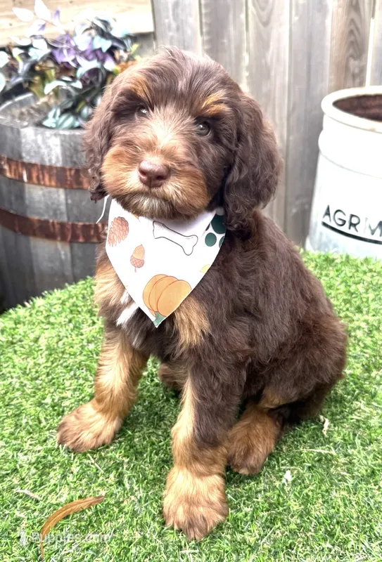 Martini – Labradoodle puppy for sale in Wilmington, IL