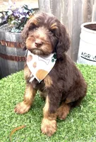 Martini, a female Labradoodle for sale in Wilmington, IL – 1 of 1