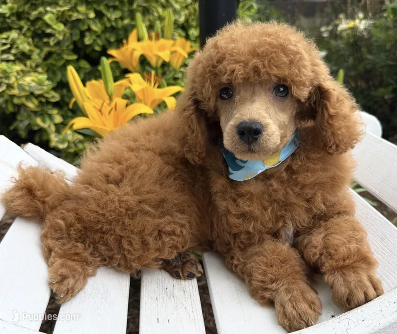 Splash – Poodle - Toy  puppy for sale in Wilmington, IL