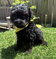 Bentley , a male Poodle - Toy  for sale in Wilmington, IL – 2 of 2