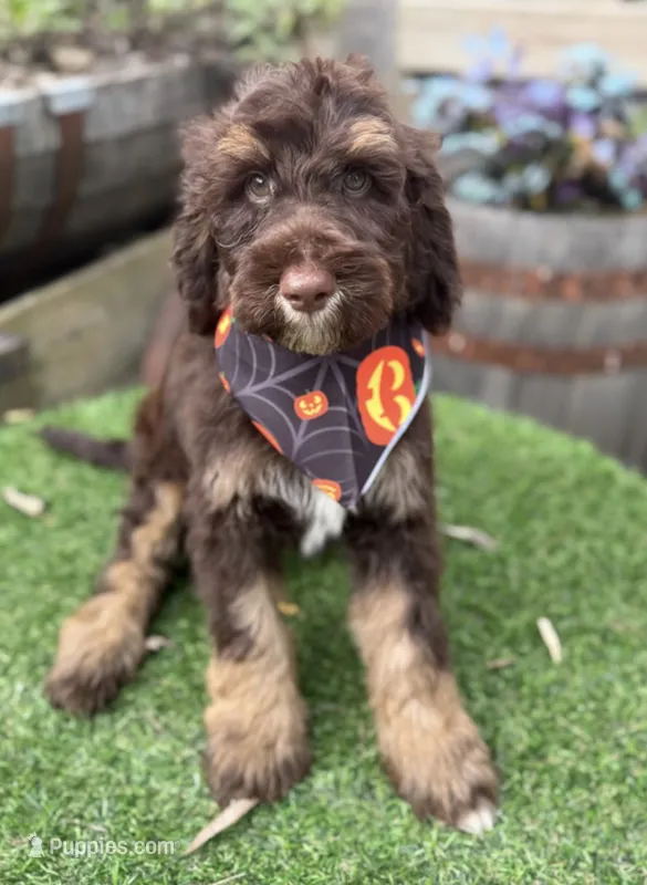 Hershey  – Labradoodle puppy for sale in Wilmington, IL