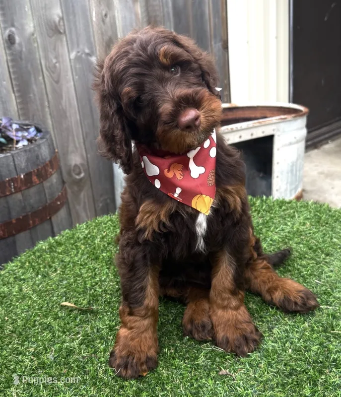 Hershey  – Labradoodle puppy for sale in Wilmington, IL