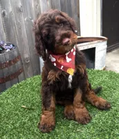 Hershey , a male Labradoodle for sale in Wilmington, IL – 1 of 1