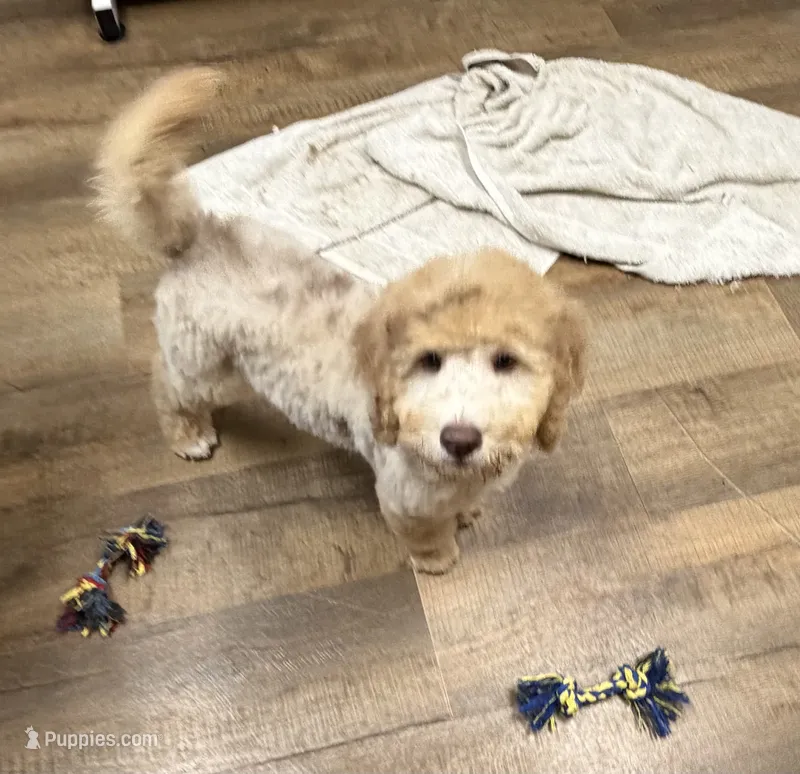 Bentley  – Bernedoodle puppy for sale in Wilmington, IL