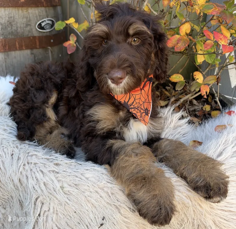 Hershey  – Labradoodle puppy for sale in Wilmington, IL