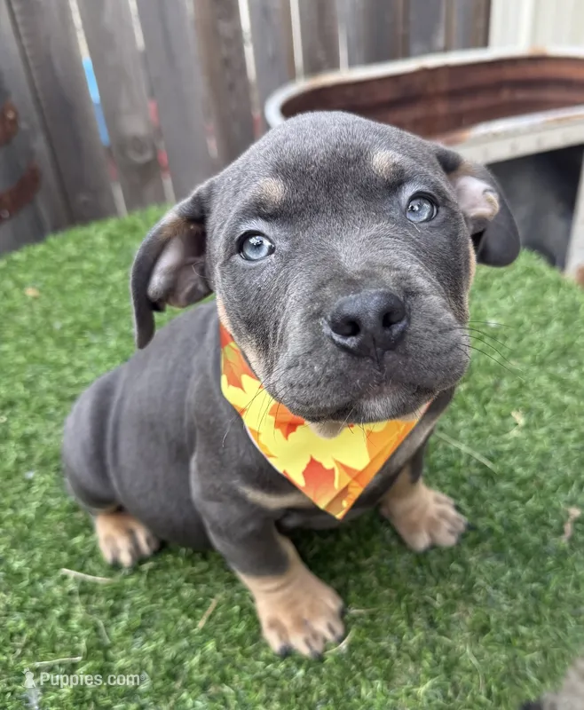 Diesel – American Bully puppy for sale in Wilmington, IL