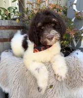 Snickers, a male Labradoodle for sale in Wilmington, IL – 1 of 2