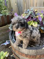 Paris, a female Poodle - Toy  for sale in Wilmington, IL – 2 of 2
