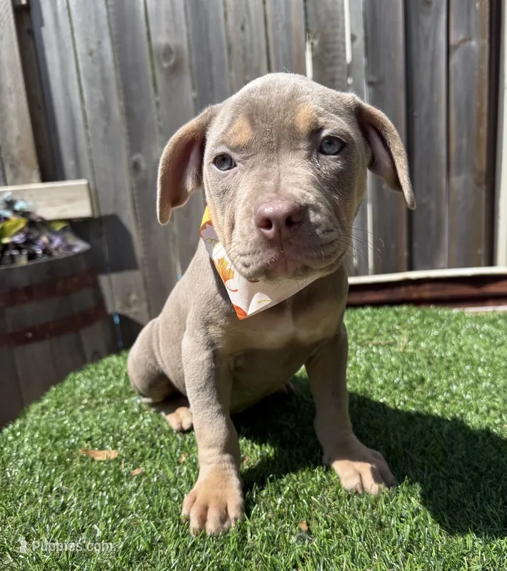 Shelby – American Bully puppy for sale in Wilmington, IL