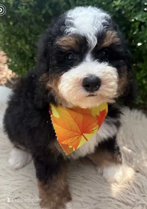 Bentley  – Miniature Bernedoodle puppy for sale in Wilmington, IL