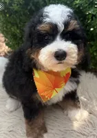 Bentley , a male Miniature Bernedoodle for sale in Wilmington, IL – 1 of 1