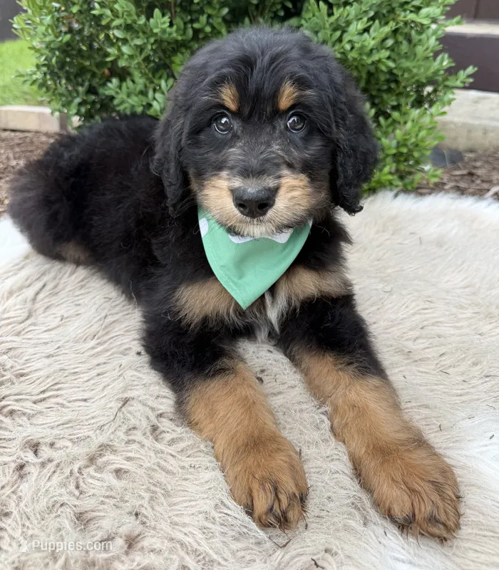 Cosmo – Bernedoodle puppy for sale in Wilmington, IL