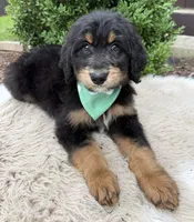 Cosmo, a male Bernedoodle for sale in Wilmington, IL – 1 of 1