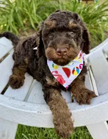 Snickers , a female Labradoodle for sale in Wilmington, IL – 1 of 1