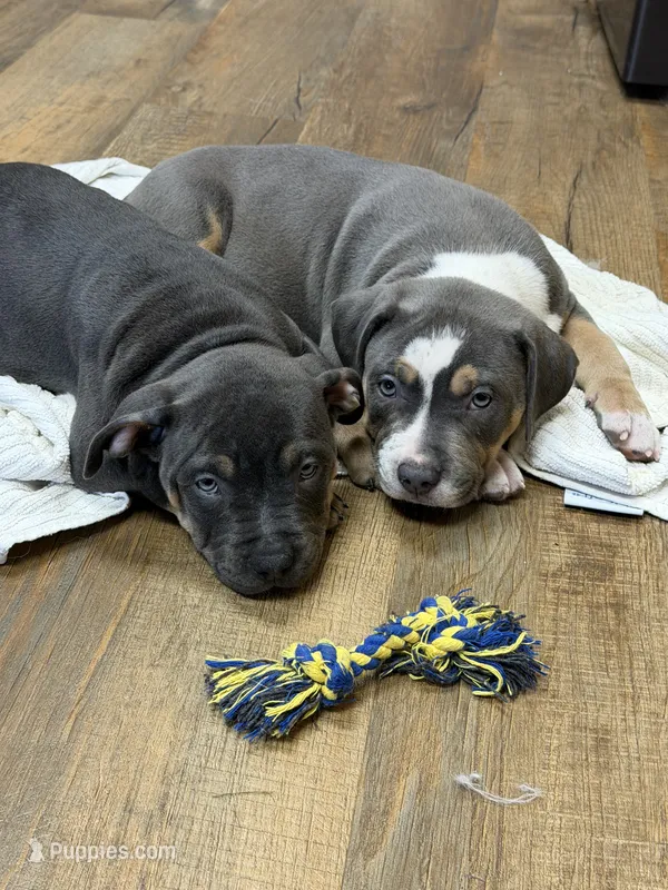 Diesel – American Bully puppy for sale in Wilmington, IL